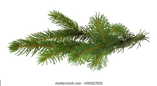 Christmas Tree Branch Isolated On White Background