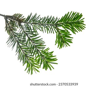 Christmas tree branch isolated on white transparent background, Xmas spruce, green fir pine twig closeup