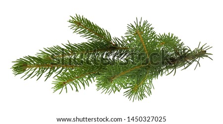 Christmas tree branch isolated on white background