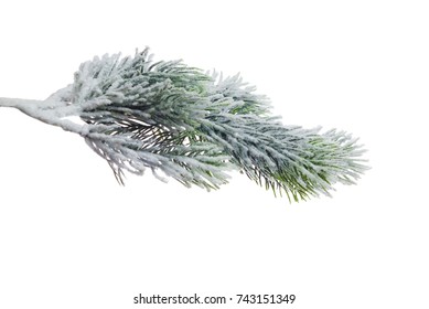 Christmas tree branch with snow, isolated on white