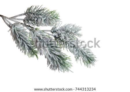 Christmas tree branch with snow, isolated on white background
