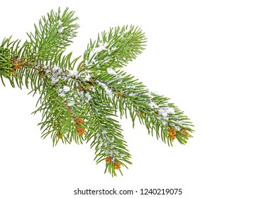 Christmas Tree Branch With Snow, White Background.