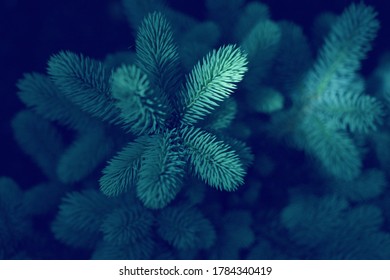 Christmas tree branches. The concept of the new year, christmas, nature. Banner. Flat lay, top view. Dark - Shutterstock ID 1784340419