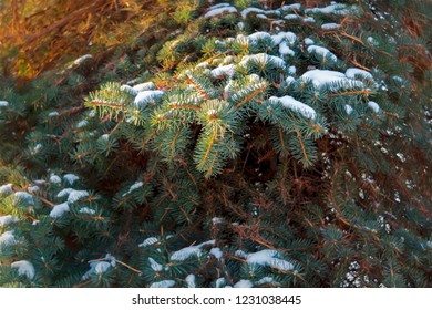 Christmas tree branches covered with snow close-up christmas background