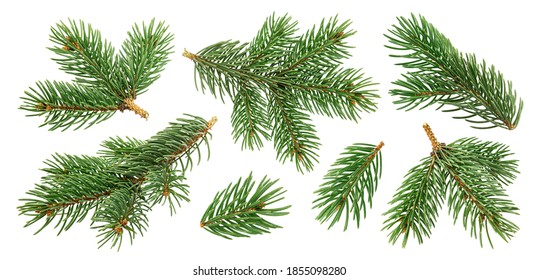 Christmas tree branches isolated on white background with clipping path, collection - Shutterstock ID 1855098280