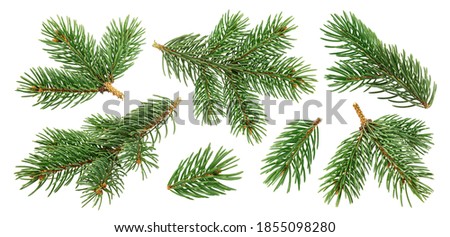 Christmas tree branches isolated on white background with clipping path, collection