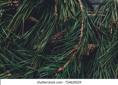 christmas tree branches with pine cones on rustic background top view, space for text. stylish xmas seasonal greetings image. winter holidays mood. atmospheric still life