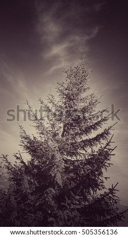 Similar – Image, Stock Photo Christmas tree Environment