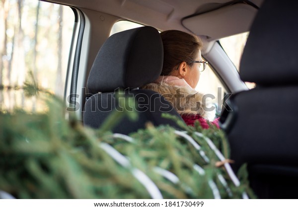 Christmas tree in a car, bounded with white\
rope. Young girl drives the green beauty home to make the surprise\
for the family before winter\
holidays.