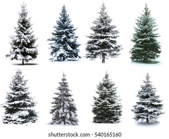 Christmas Tree collage. Christmas Tree in snow  Isolated over White background