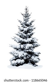 Christmas tree covered with snow isolated on white background.