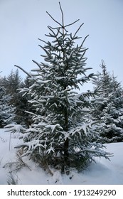 A Christmas Tree Covered In Snow, Scottish Highlands