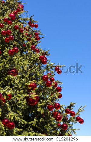 Similar – Oh Tannenbaum Natur Baum