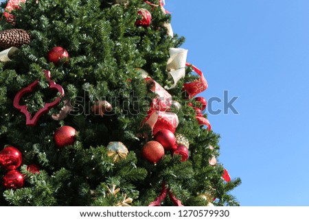 Similar – Oh Tannenbaum Natur Baum