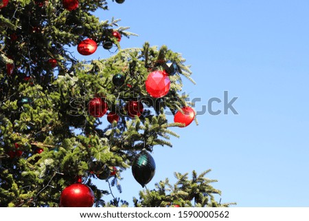 Similar – Oh Tannenbaum Natur Baum