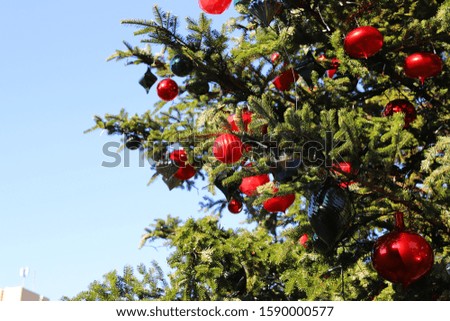 Similar – Oh Tannenbaum Natur Baum