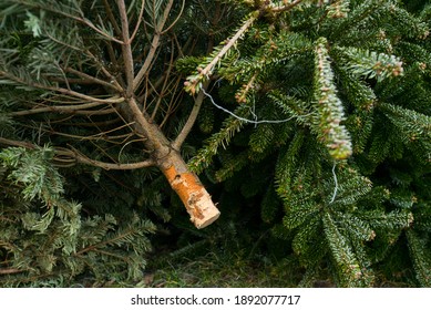 Christmas tree disposal: recycle or reuse. Gathering place of cut pines on the street. - Powered by Shutterstock