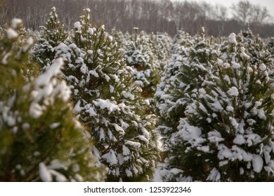 Christmas Tree Farm