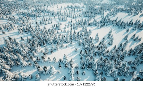 Christmas Tree Farm From Aerial View