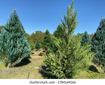 Christmas Tree Farm in Alabama