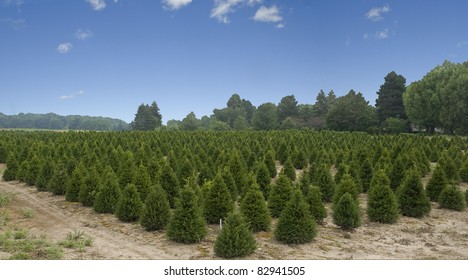 christmas tree farm in the country