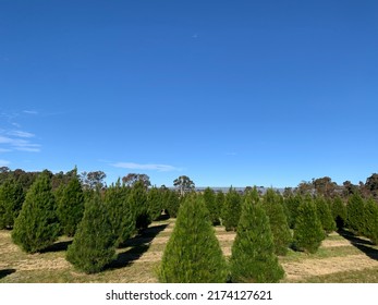 Christmas Tree Farm, Granite Belt Christmas Farm, Applethorpe, Stanthorpe, QLD, Australia