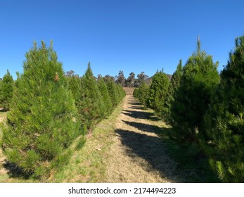 Christmas Tree Farm, Granite Belt Christmas Farm, Applethorpe, Stanthorpe, QLD, Australia