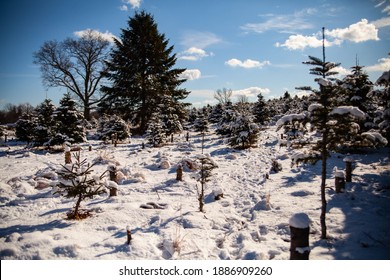 Christmas tree farm on a sunny bright day - different size spruce, fir, and pine trees along with stumps are covered by snow. 