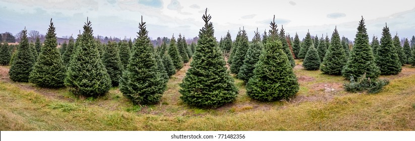 Christmas Tree Farm Panorama