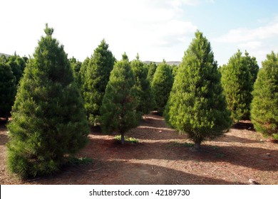 A Christmas Tree Farm In Southern California