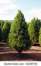 A Christmas Tree Farm In Southern California