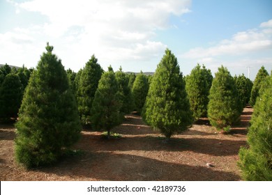 A Christmas Tree Farm In Southern California