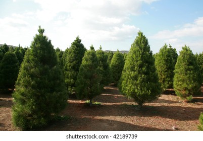 A Christmas Tree Farm In Southern California