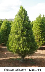 A Christmas Tree Farm In Southern California