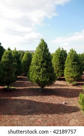 a Christmas Tree farm in southern california