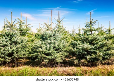 Christmas tree farm with spruce and fir trees. Summer landscape