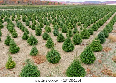 Christmas Tree farm in the valley