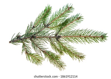 Weihnachtsbaum, Tannenbaum, Fichtenzweig mit Nadeln einzeln auf weißem Hintergrund. Nadelbäume. Draufsicht, flach. Makro, Nahaufnahme.