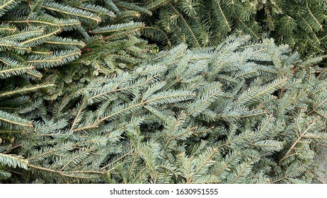 Christmas Tree Lying On Sidewalk Ready For Trash Removal