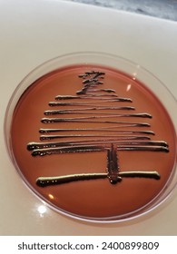 Christmas tree pattern of E.coli growing on eosin methylene blue (EMB) agar plate.