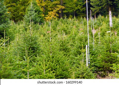 Christmas Tree Plantation 