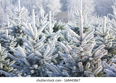 Christmas Tree Plantation