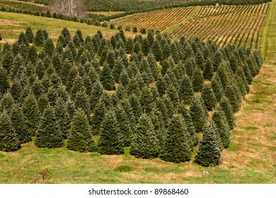 Christmas Tree Plantation