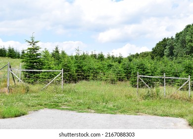 Christmas Tree Plantation During Summer