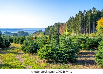 Christmas Tree Plantation, Sauerland, Germany 