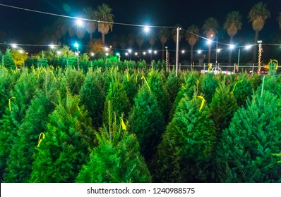 Christmas Tree Sale At Night.
