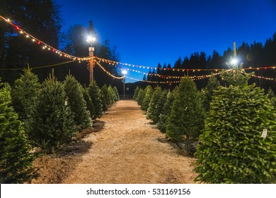 christmas tree sale at night.