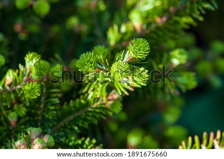 Christmas tree or Silver Fir (Abies alba) twigs with young shoots in spring