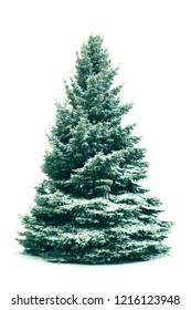 Christmas tree in snow isolated on white  background. Fir tree without decoration.
