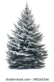 Christmas Tree in snow  Isolated over White background